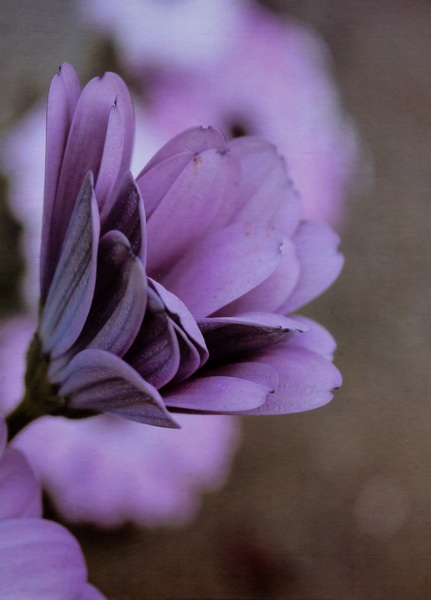 Fotoalbum 9x13 pro 200 fotografií Floret 2