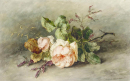 Růže 50x80cm - Margaretha Roosenboom