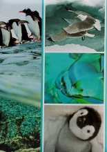 Fotoalbum 9x13 pre 200 fotografií Fauna 1 tučňiak