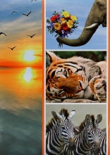 Fotoalbum 9x13 pre 200 fotografií Fauna 2 tiger