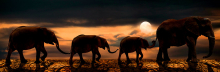 Sloní panorama - foto na plátne 30x90 cm