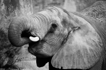 Slon pre šťastie - foto na plátne 50x80 cm