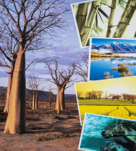 Fotoalbum 10x15 pre 500 fotiek Baobab 1